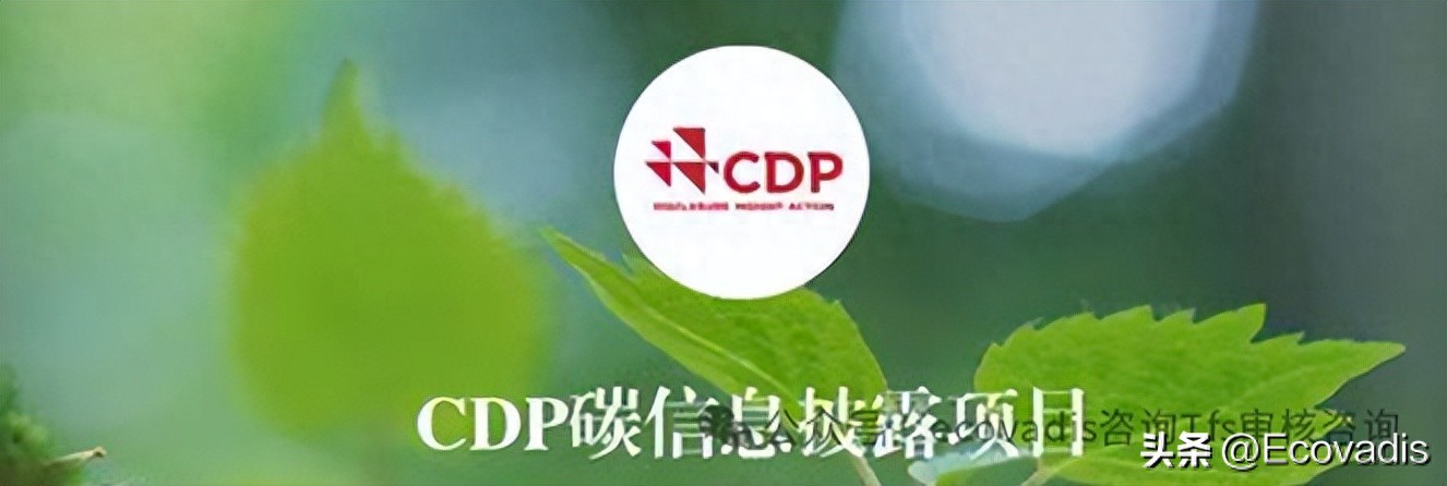 揭秘CDP：全球环境数据披露的“领航者”